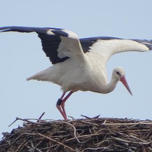 White Stork