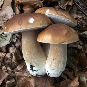 King Bolete