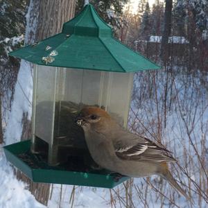 Pine Grosbeak