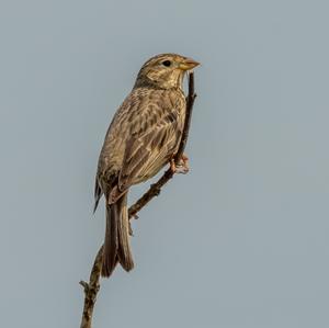 Corn Bunting