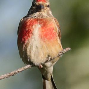 Eurasian Linnet