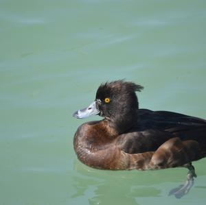 Tufted Duck