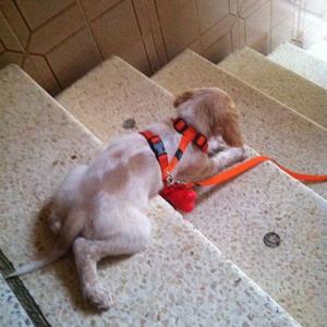 Unknown Breed