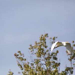 Great Egret