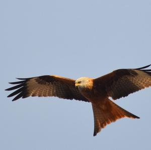 Red Kite