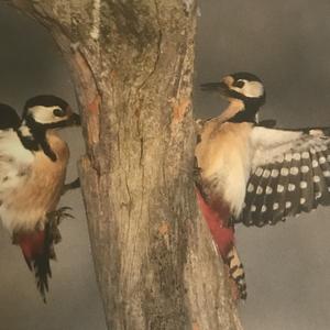 Great Spotted Woodpecker