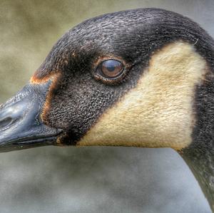 Canada Goose