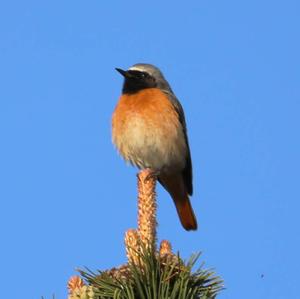 Common Redstart