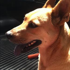 Unknown Breed