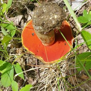 Dotted-stem Bolete