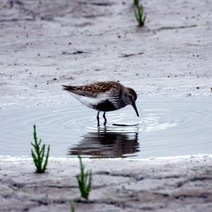 Dunlin