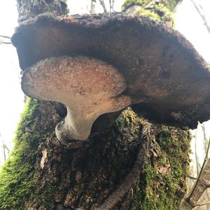 Dryad`s Saddle