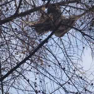 Eurasian Eagle-owl