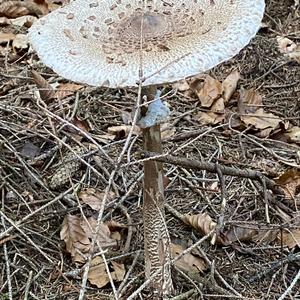 Parasol Mushroom