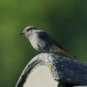 Black Redstart