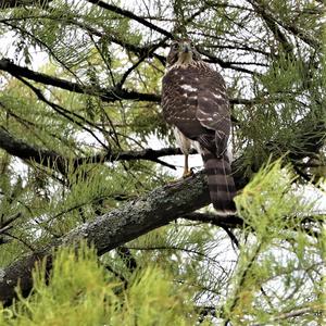 Cooper's Hawk