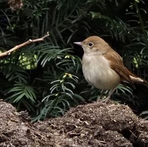 Common Nightingale