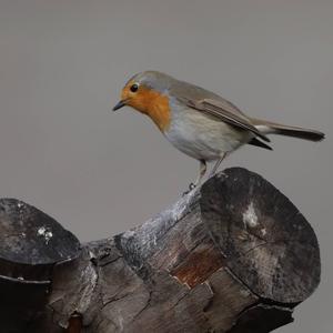 European Robin