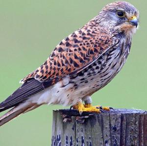 Common Kestrel