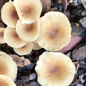 Agaricus impudicus