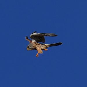 Common Kestrel