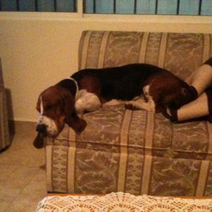 Basset Hound