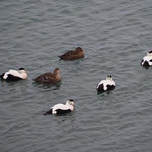 Common Eider