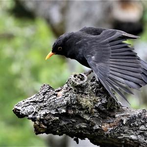 Eurasian Blackbird