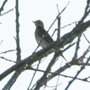 Tree Pipit