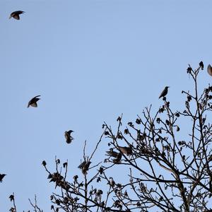 Common Starling