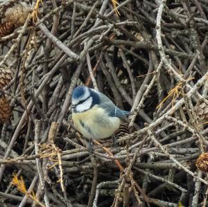 Blue Tit