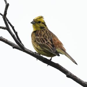 Yellowhammer