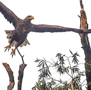 White-tailed Eagle