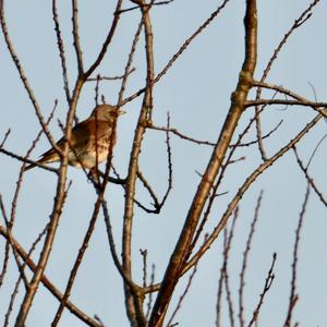 Fieldfare