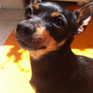 Unknown Breed