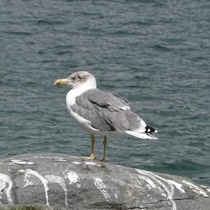 Herring Gull