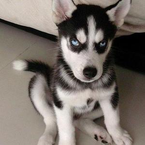 Siberian Husky