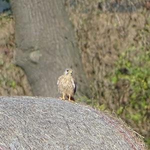 Common Kestrel