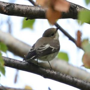 European Pied Flycatcher