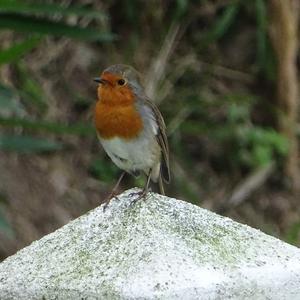 European Robin