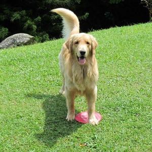 Retriever (Golden)