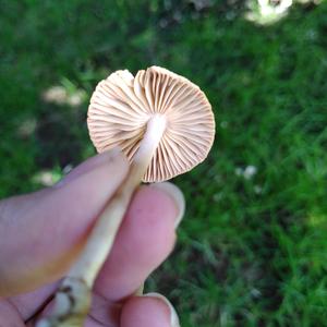 Fairy Ring Mushroom