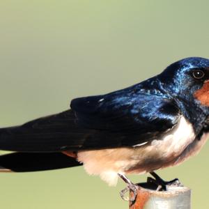 Red-rumped Swallow