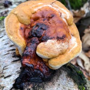 Red-belted Polypore