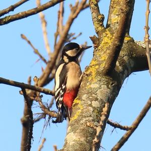 Great Spotted Woodpecker