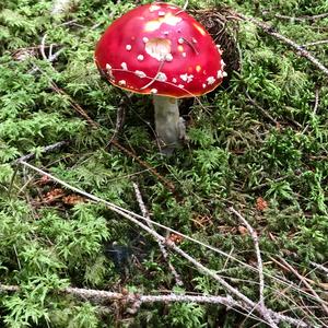 Fly Agaric