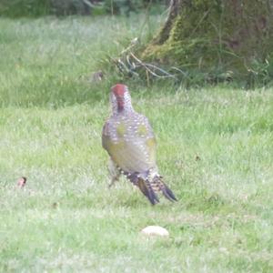 Eurasian Green Woodpecker