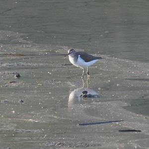 Common Sandpiper