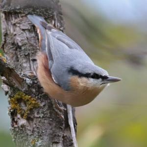 Wood Nuthatch