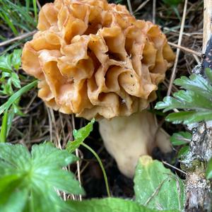 Yellow Morel